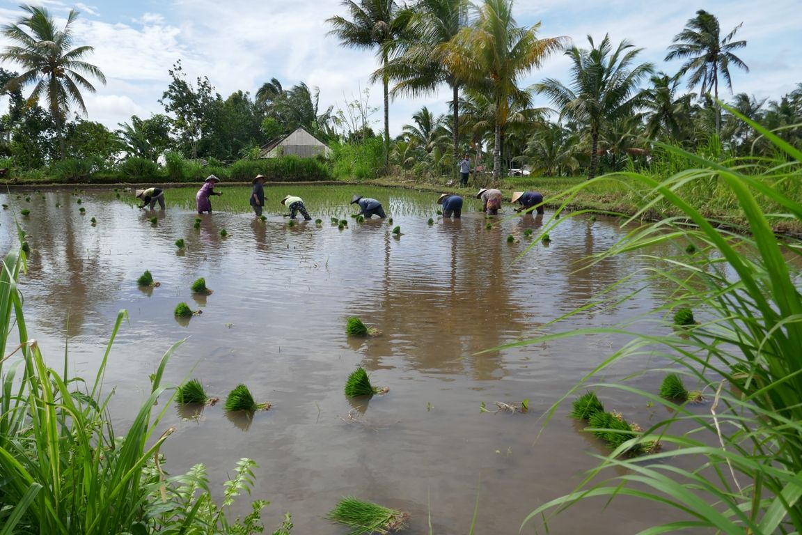tetebatu lombok