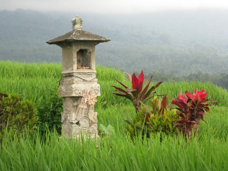 temple rizières bali