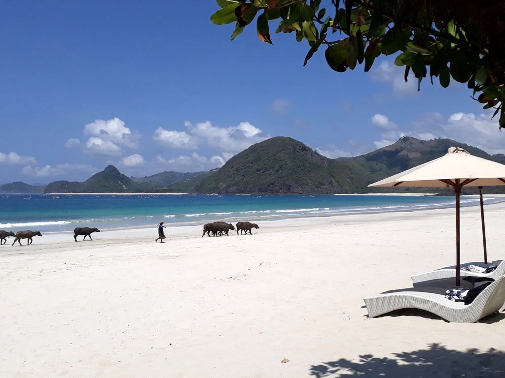 lombok selong belanak
